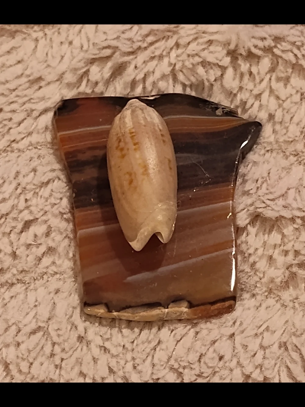 Vintage! Polished Banded Agate Slab with Decorative Lettered Olive Shell